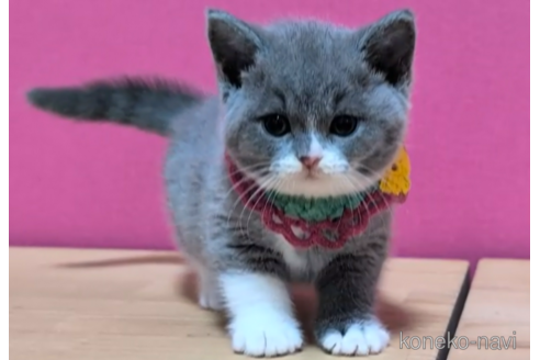 成約済の東京都のスコティッシュフォールド-104746の4枚目